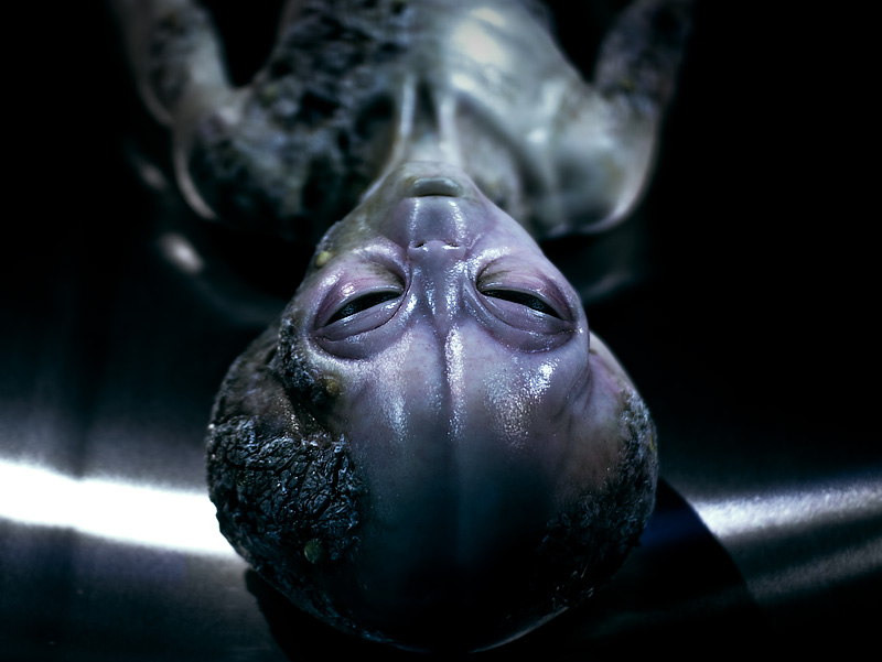 ALIEN EVIDENCE PICTURE!